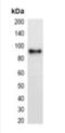 mCherry Tag  antibody, orb393334, Biorbyt, Western Blot image 