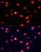 DNA Methyltransferase 1 antibody, 16-953, ProSci, Immunofluorescence image 