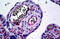 Endothelium antibody, MBS245916, MyBioSource, Immunohistochemistry paraffin image 