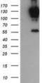 Protocadherin 7 antibody, NBP2-46340, Novus Biologicals, Western Blot image 