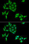 Cyclin C antibody, 15-103, ProSci, Immunofluorescence image 