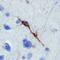 Neuroligin 4 X-Linked antibody, AF5158, R&D Systems, Immunohistochemistry frozen image 