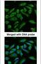 TNFAIP3 Interacting Protein 2 antibody, PA5-28918, Invitrogen Antibodies, Immunofluorescence image 