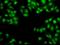 Myosin IC antibody, GTX55719, GeneTex, Immunocytochemistry image 