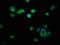 Dynactin Subunit 2 antibody, LS-C377352, Lifespan Biosciences, Immunofluorescence image 