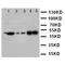 Decorin antibody, PA1314, Boster Biological Technology, Immunohistochemistry paraffin image 