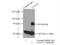 FA Complementation Group G antibody, 10215-1-AP, Proteintech Group, Immunoprecipitation image 