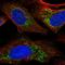 SLC22A5 antibody, HPA063062, Atlas Antibodies, Immunofluorescence image 