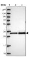 Mitochondrial Ribosomal Protein L3 antibody, NBP2-13613, Novus Biologicals, Western Blot image 