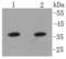 Annexin A10 antibody, A13560, Boster Biological Technology, Western Blot image 