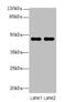 Zinc Finger Protein 821 antibody, MBS7001573, MyBioSource, Western Blot image 