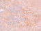 Jumonji Domain Containing 4 antibody, 5379, ProSci, Immunohistochemistry paraffin image 