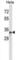 Dystrobrevin Binding Protein 1 antibody, abx028982, Abbexa, Western Blot image 