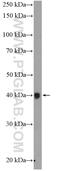 X-Ray Repair Cross Complementing 2 antibody, 20285-1-AP, Proteintech Group, Western Blot image 