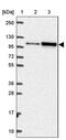 Helicase, Lymphoid Specific antibody, PA5-64099, Invitrogen Antibodies, Western Blot image 