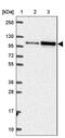 Helicase, Lymphoid Specific antibody, PA5-64099, Invitrogen Antibodies, Western Blot image 