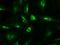 Neurotrophin 4 antibody, NBP1-47897, Novus Biologicals, Immunocytochemistry image 