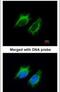 Inhibin Subunit Beta A antibody, PA5-21939, Invitrogen Antibodies, Immunofluorescence image 