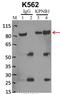 Karyopherin Subunit Beta 1 antibody, MA3-070, Invitrogen Antibodies, Immunoprecipitation image 