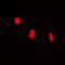 High Mobility Group 20B antibody, orb256604, Biorbyt, Immunofluorescence image 