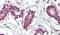 Insulin Like Growth Factor 2 MRNA Binding Protein 1 antibody, PA5-19316, Invitrogen Antibodies, Immunohistochemistry frozen image 