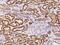 Eukaryotic Translation Initiation Factor 3 Subunit F antibody, GTX02189, GeneTex, Immunohistochemistry paraffin image 