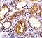 Angiotensin I Converting Enzyme 2 antibody, NBP1-76614, Novus Biologicals, Immunohistochemistry paraffin image 