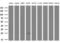 PYM Homolog 1, Exon Junction Complex Associated Factor antibody, LS-C339991, Lifespan Biosciences, Western Blot image 