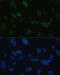 Protein Kinase, DNA-Activated, Catalytic Subunit antibody, 23-125, ProSci, Immunofluorescence image 