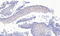 Paired Box 3 antibody, 46-138, ProSci, Western Blot image 