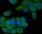 Colony Stimulating Factor 1 antibody, NBP2-67490, Novus Biologicals, Immunofluorescence image 