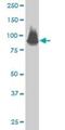 Signal Transducer And Activator Of Transcription 5A antibody, H00006776-M02, Novus Biologicals, Western Blot image 