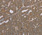 Ceramide Synthase 4 antibody, MBS2522039, MyBioSource, Immunohistochemistry frozen image 
