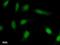 SRY-Box 6 antibody, LS-C342785, Lifespan Biosciences, Immunofluorescence image 