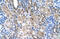 Solute Carrier Family 6 Member 18 antibody, 29-960, ProSci, Immunohistochemistry frozen image 