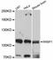 Ribosome-binding protein 1 antibody, abx126500, Abbexa, Western Blot image 