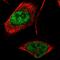 Niban Apoptosis Regulator 3 antibody, NBP1-90771, Novus Biologicals, Immunocytochemistry image 