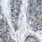 Insulin Receptor Substrate 1 antibody, STJ22199, St John