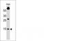 Small Ubiquitin Like Modifier 1 antibody, NBP2-45337, Novus Biologicals, Western Blot image 