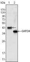 Wnt Family Member 10B antibody, NBP1-47541, Novus Biologicals, Western Blot image 