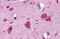 Immunity Related GTPase Cinema antibody, MBS244499, MyBioSource, Immunohistochemistry frozen image 