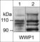 WW Domain Containing E3 Ubiquitin Protein Ligase 1 antibody, WP3931, ECM Biosciences, Western Blot image 