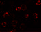 Anosmin 1 antibody, 6367, ProSci, Immunofluorescence image 