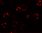 KAL antibody, 6367, ProSci, Immunofluorescence image 