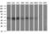 Zinc Finger And SCAN Domain Containing 21 antibody, LS-C174708, Lifespan Biosciences, Western Blot image 