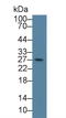 Enp antibody, LS-C314446, Lifespan Biosciences, Western Blot image 