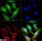 Scavenger Receptor Class B Member 1 antibody, NB400-113, Novus Biologicals, Immunofluorescence image 