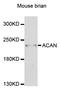 Aggrecan antibody, abx125483, Abbexa, Western Blot image 