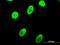 Osf2 antibody, LS-B4293, Lifespan Biosciences, Immunofluorescence image 