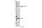 DnaJ Heat Shock Protein Family (Hsp40) Member C2 antibody, 12397S, Cell Signaling Technology, Western Blot image 